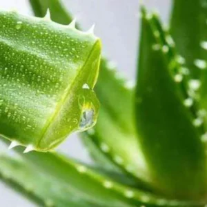 Larger Aloe Vera Live Plant – 4 inch Pot – Indoor Succulent - Image 4