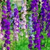 Larkspur Rocket Mix Seeds - 200+ Purple & White Annual Flower Seeds for Garden - Image 1