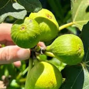 Lattarula Fig Starter Plug Live Plant - Italian Honey Ficus carica - Image 2