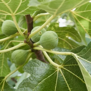 Lattarula Fig Starter Plug Live Plant - Italian Honey Ficus carica - Image 5