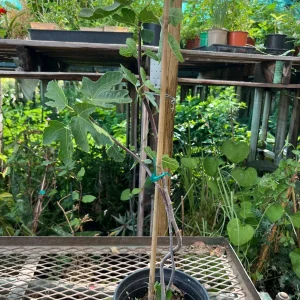 Lattarula Honey Fig Tree Live Plant - Hardy & Delicious Fruit - Image 3