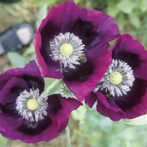 Lauren's Grape Poppy Seeds - 500 Non-GMO Purple Flower Seeds for Bees & Butterflies - Image 3