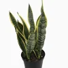 Laurentii Snake Plant Live Plant – Sansevieria – 6 inch Pot – Indoor Houseplant - Image 1