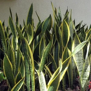 Laurentii Snake Plant Live Plant – Sansevieria – 6 inch Pot – Indoor Houseplant - Image 2