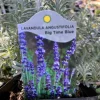 Lavender Big Time Blue Live Plant – Fragrant Perennial Herb – 4 inch Pot – Outdoor - Image 1