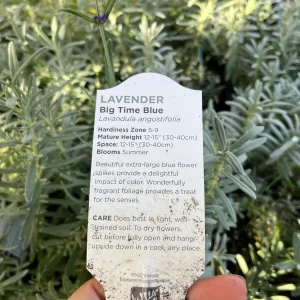 Lavender Big Time Blue Live Plant – Fragrant Perennial Herb – 4 inch Pot – Outdoor - Image 3