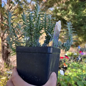Lavender Big Time Blue Live Plant – Fragrant Perennial Herb – 4 inch Pot – Outdoor - Image 5