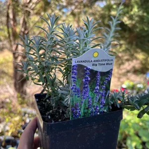 Lavender Big Time Blue Live Plant – Fragrant Perennial Herb – 4 inch Pot – Outdoor - Image 6
