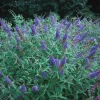 Lavender Butterfly Bush Bare-root – 2 Pack – Outdoor Shrub - Image 1