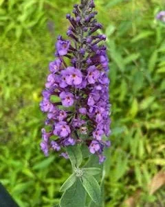 Lavender Butterfly Bush Bare-root – 2 Pack – Outdoor Shrub - Image 2