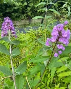Lavender Butterfly Bush Bare-root – 2 Pack – Outdoor Shrub - Image 3