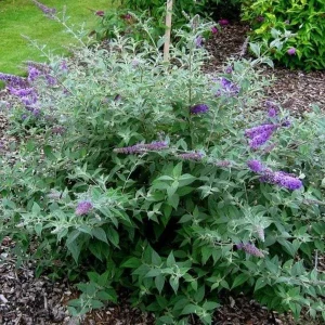 Lavender Butterfly Bush Bare-root – 2 Pack – Outdoor Shrub - Image 4
