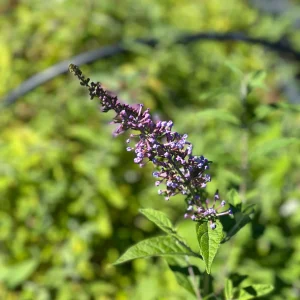 Lavender Butterfly Bush Bare-root – 2 Pack – Outdoor Shrub - Image 5