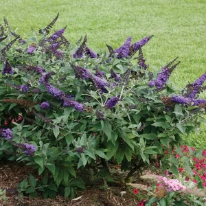 Lavender Butterfly Bush Bare-root – 2 Pack – Outdoor Shrub - Image 6