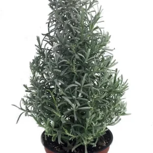 Lavender Herb Tree Live Plant - 6