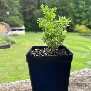 Lavender Live Plant - Aromatic Herb, 3.5 inch Pot, Outdoor Perennial - Image 10