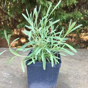 Lavender Live Plant - Aromatic Herb, 3.5 inch Pot, Outdoor Perennial - Image 5