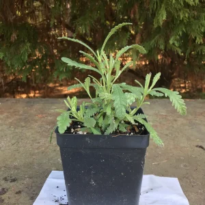 Lavender Live Plant - Aromatic Herb, 3.5 inch Pot, Outdoor Perennial - Image 6