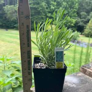 Lavender Live Plant - Aromatic Herb, 3.5 inch Pot, Outdoor Perennial - Image 7