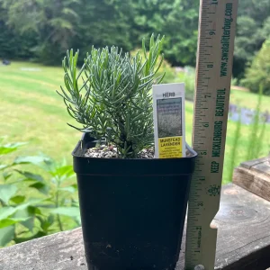 Lavender Live Plant - Aromatic Herb, 3.5 inch Pot, Outdoor Perennial - Image 9