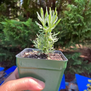 Lavender Live Plant - Aromatic Herb for Spa & Garden - 3.25 inch Pot - Image 10