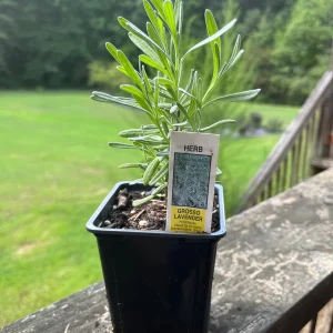 Lavender Live Plant - Aromatic Herb for Spa & Garden - 3.25 inch Pot - Image 2