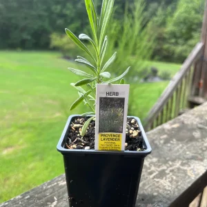 Lavender Live Plant - Aromatic Herb for Spa & Garden - 3.25 inch Pot - Image 3
