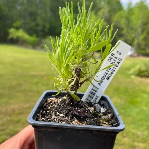 Lavender Live Plant - Aromatic Herb for Spa & Garden - 3.25 inch Pot - Image 5