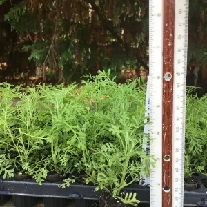 Lavender Live Plant - Aromatic Herb Well Rooted Plugs - Starter Plants for Garden & Pots - Image 10