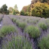 Lavender Live Plant - Aromatic Herb Well Rooted Plugs - Starter Plants for Garden & Pots - Image 1