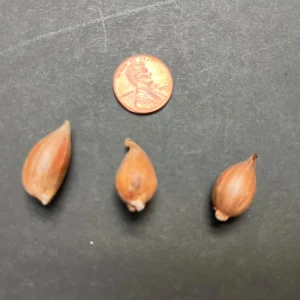 Lavender Mountain Lily Bulbs - Rare Perennial Flower for Gardens - Image 2