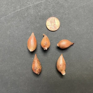 Lavender Mountain Lily Bulbs - Rare Perennial Flower for Gardens - Image 3