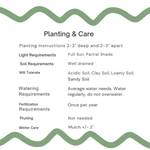 Lavender Mountain Lily Bulbs - Rare Perennial Flower for Gardens - Image 4