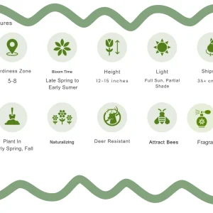 Lavender Mountain Lily Bulbs - Rare Perennial Flower for Gardens - Image 5