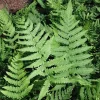 Leatherwood Fern Bare-root - Live Plant - Easy Care Green Foliage - Image 1