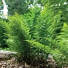 Leatherwood Fern Bulbs – Dryopteris Marginalis – 20 Count – Shade Perennial - Image 1