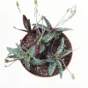 Ledebouria ovatifolia 'Silver Squill' Succulent Live Plant - Image 1