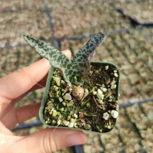 Ledebouria ovatifolia 'Silver Squill' Succulent Live Plant - Image 4