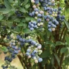 Legacy Blueberry Live Plants - Set of 2 - 4-6" Tall Northern Highbush Vaccinium corymbosum - Image 1