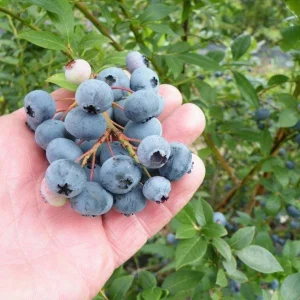 Legacy Blueberry Live Plants - Set of 2 - 4-6