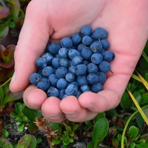 Legacy Blueberry Live Plants - Set of 2 - 4-6