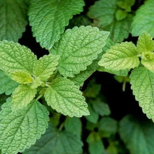 Lemon Balm Live Plant - Melissa Officinalis Herb, Well-rooted Plug, Herb Garden - Image 2