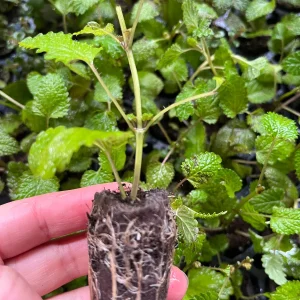 Lemon Balm Live Plant - Melissa Officinalis Herb, Well-rooted Plug, Herb Garden - Image 1