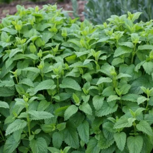 Lemon Balm Live Starter Plant - 3-6