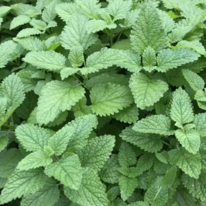 Lemon Balm Live Starter Plant - 3-6" Tall - Fragrant Perennial Herb - Image 1