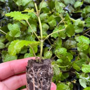 Lemon Balm Live Starter Plant - 3-6