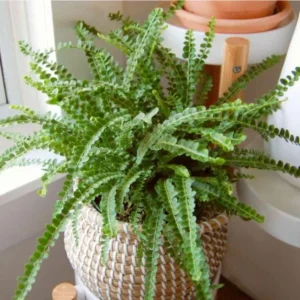 Lemon Button Fern Live Plant – Nephrolepis Cordifolia – 4-6