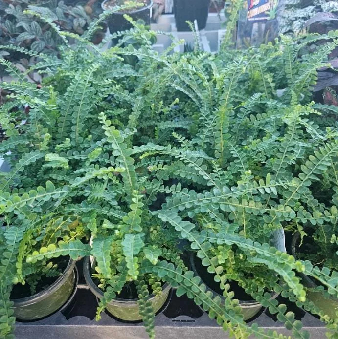 Lemon Button Fern Live Plant – Nephrolepis Cordifolia – 4-6" Tall – 2" Pot – Indoor - Image 3