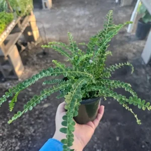 Lemon Button Fern Live Plant – Nephrolepis Cordifolia – 4-6