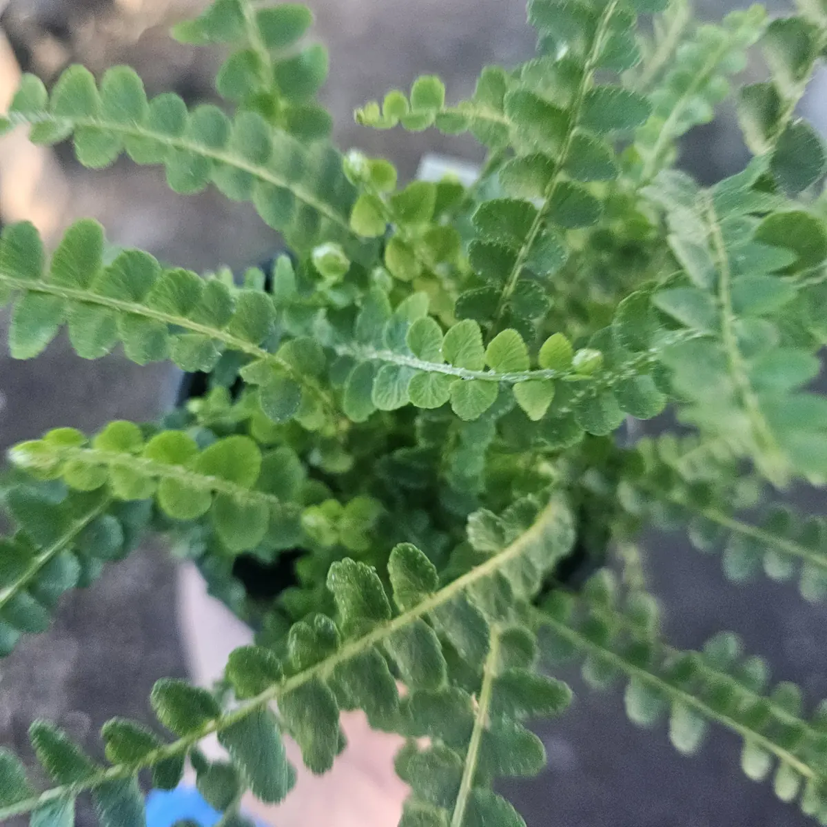 Lemon Button Fern Live Plant - Nephrolepis cordifolia 'Duffii' - 4in Pot - Indoor - Image 4